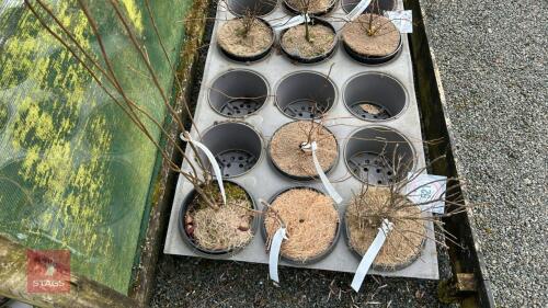 4 MIXED SHRUBS
