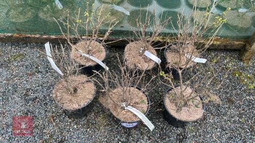 6 CARYOPTERIS DARK KNIGHT SHRUBS