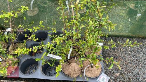 5 CHAENOMELES SPECIOSA NIVALIS SHRUBS