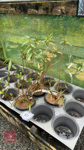 3 CRINODENDRUM HOOKERIANUM LANTERN TREES