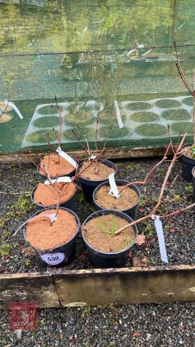6 COTINUS 'ROYAL PURPLE'