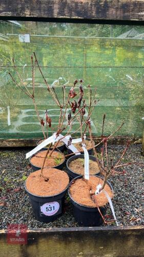 6 COTINUS 'ROYAL PURPLE'