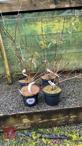 4 CONTINUS 'FLAME' SHRUBS