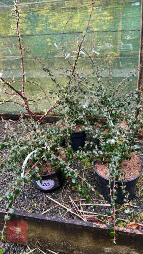 5 MIXED COTONEASTER SHRUBS