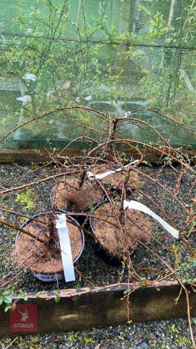 4 X COTONEASTER CORAL BEAUTY SHRUBS