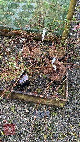 4 X COTONEASTER CORAL BEAUTY SHRUBS