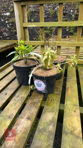 3 MIXED SHRUBS