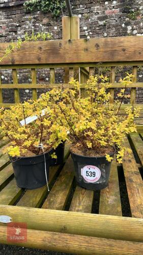 4 SPIRAEA JAPONICA 'GOLD MOUND' SHRUBS