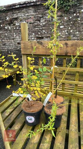 4 MIXED SHRUBS/TREES