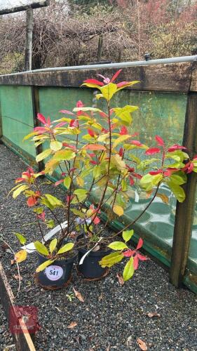 2 X PHOTINIA X FRASERI CANIVILY SHRUBS