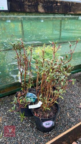 3 DRIMYS LANCEOLATA 'RED SPICE' SHRUBS