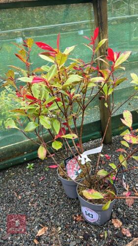 2 PHOTINIA FRASERI CARRE ROUGE SHRUBS