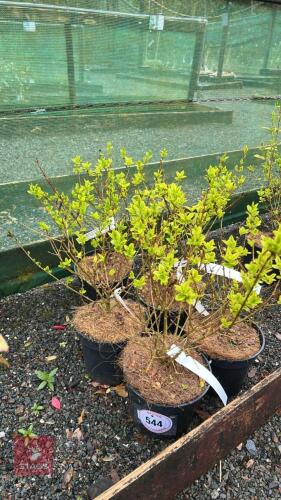 5 LIGUSTRUM OVALIFOLICUM 'AUREUM'