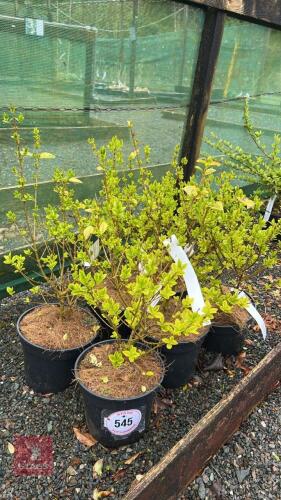 6 LIGUSTRUM OVALIFOLICUM 'AUREUM'