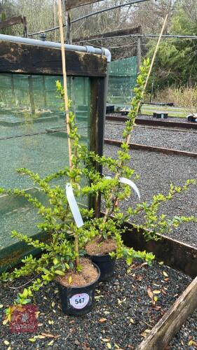 2 PYRACANTHA 'CADROU' SAPHYR RED' SHRUBS