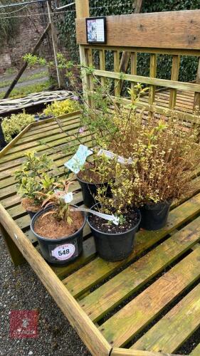 5 MIXED SHRUBS