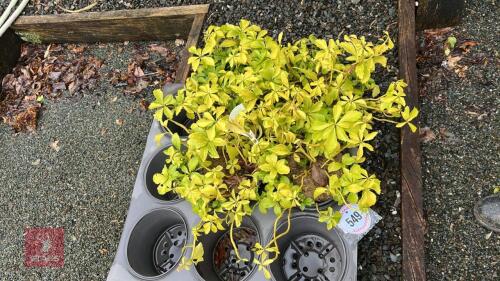 4 PACHYSANDRA TERMINALIS EVERGREEN SHRUB