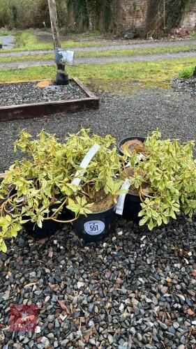 5 PACHYSANDRA TERMINALIS VARIEGATA