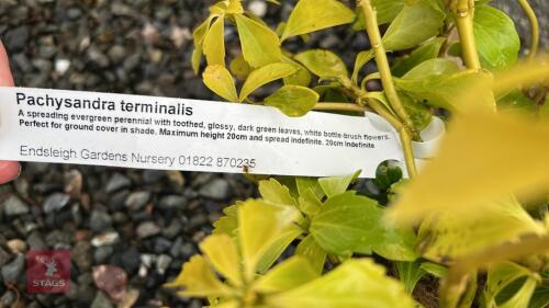 2 PACHYSANDRA TERMINALIS EVERGREEN SHRUB