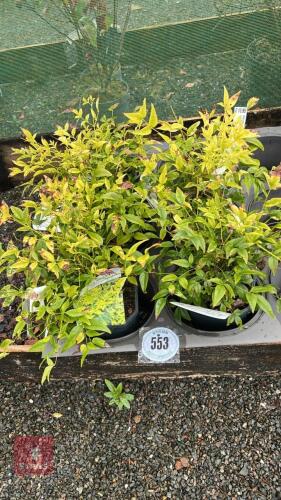 5 MIXED NANDINA SHRUBS