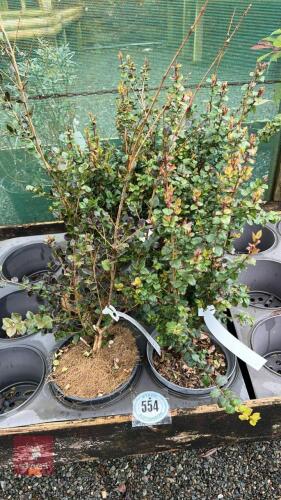 6 LUMA APICULATA SHRUB