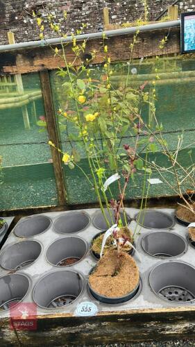 2 MIXED SHRUBS