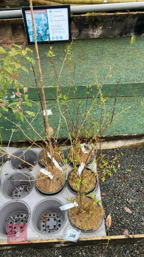 5 MIXED PHILADELPHUS SHRUBS