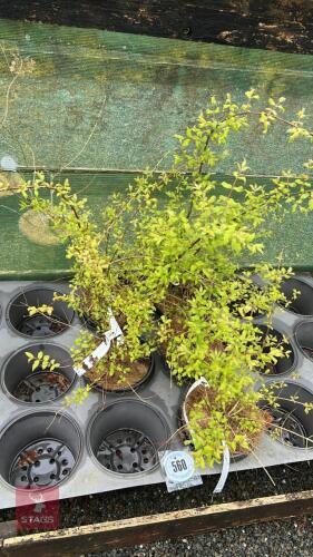 5 KOLKWITZIA ANNABILIS PINK CLOUD SHRUBS