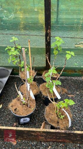 6 LAVATERA 'BURGENDY WINE' SHRUBS