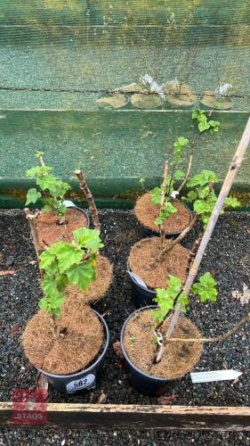 6 LAVATERA 'BURGENDY WINE' SHRUBS