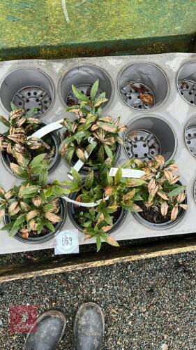 5 LAURUS NOBILIS SHRUBS