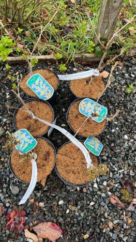 6 HAMAMELLIS MOLLIS SHRUBS