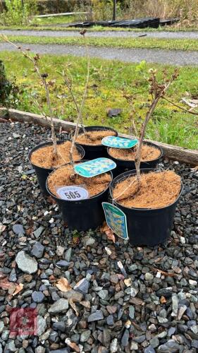 5 HAMAMELLIS MOLLIS SHRUBS