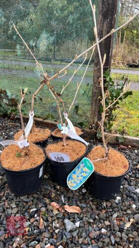 5 MIXED HAMAMELIS MOLLIS SHRUBS