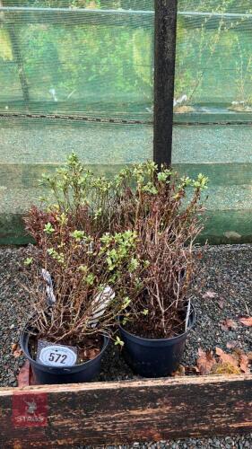 6 HEBE PEWTER DOME DWARF SHRUBS