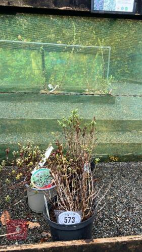 3 MIXED DWARF SHRUBS