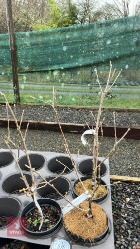 3 MIXED HIBISCUS SYRUACUS SHRUBS