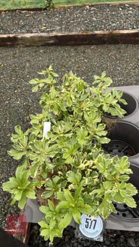 3 PACHYSANDRA TERMINALIS VARIEGATA