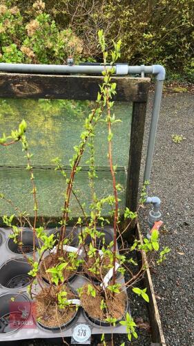 4 DEUTZIA X HYBRIDA 'MONT ROSE'