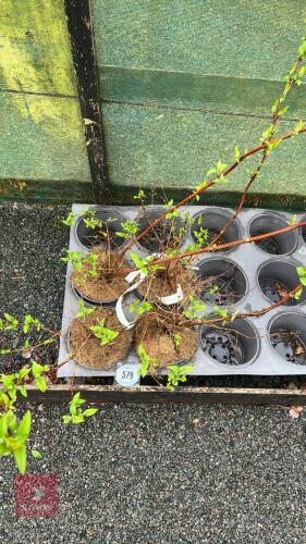 4 DEUTZIA TORBILLION RED