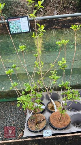 4 MIXED SHRUBS