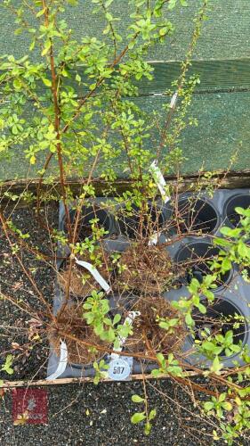4 ESCALLONIA 'DONARD SEEDLING' SHRUBS