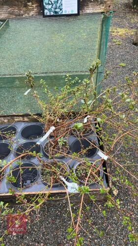 5 MIXED ESCALLONIA SHRUBS