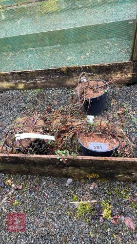 3 COTONEASTER PROCUMBENS