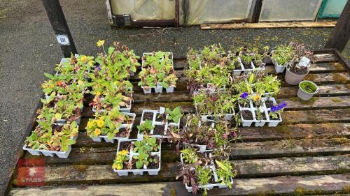 21 SEEDING TRAYS OF PLANTS