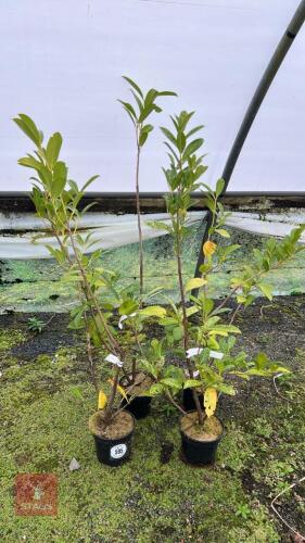 4 PRUNUS LANROCERASUS SHRUBS