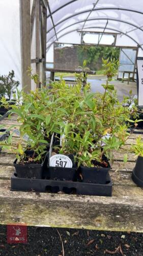 13 ABELIA X GRANDIFLORA