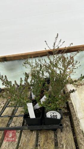 10 LONICERA NITIDA 'SCOOP'