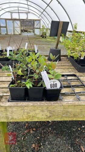 11 VIBURNUM TINUS SPIRIT