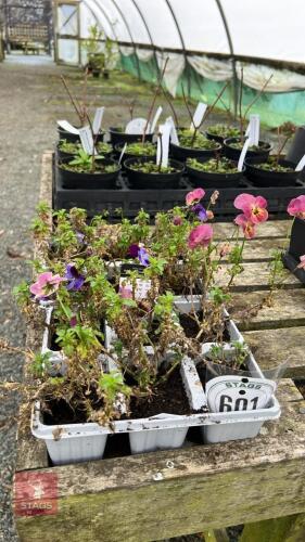 2 SEEDING TRAYS OF VIOLA